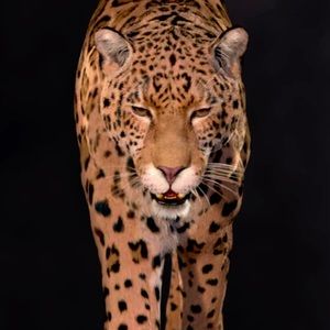 Meet your Posher, Nina